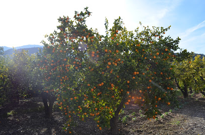 NARANJAS Y LIMONES. 'El Valle de Lecrín' en Restábal. Sin categoría