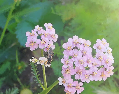 Flora Auxiliar en Villalba del Alcor. Vivero