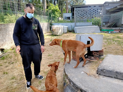 Asociación Protectora de Animales Bai.senpulgas en Gondomar. Protectora de animales