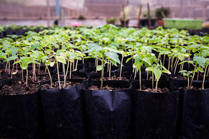 Huerta Ecológica El Campillo en Yunquera de Henares. Servicio agrícola