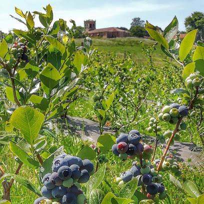 Arándanos San Jorge en Penagos. Tienda de alimentación