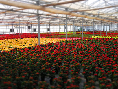 Plantes Bada en ViIassar de Mar. Vivero mayorista