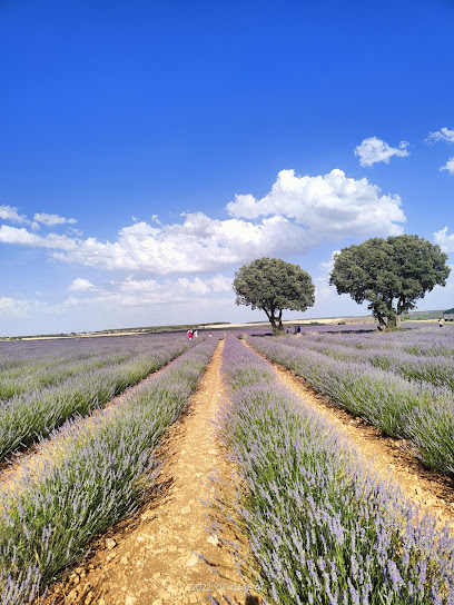 Campos de Lavanda en Brihuega. Escuela