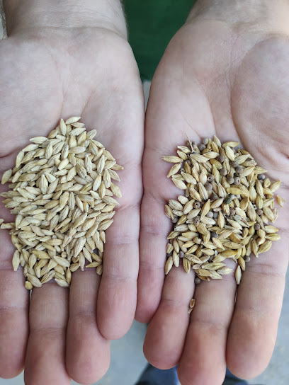 Semillas y Cereales Baños de fuensanta en Bolaños de Calatrava. Proveedor de semillas