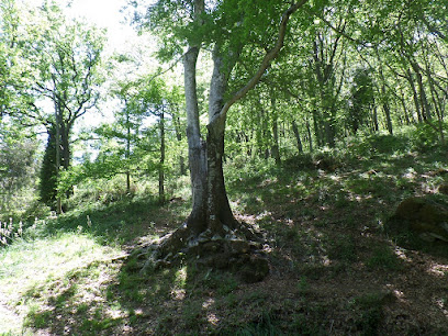 Haya de la Herguijuela en Herguijuela de la Sierra. Zona de senderismo