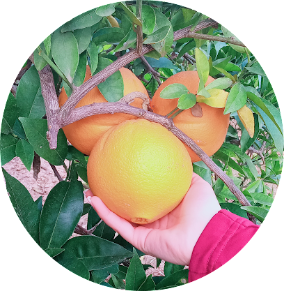 Frutería Fina (Naranjas Benaguasil) en Benaguacil. Frutería