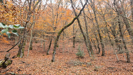 Hayedo de Montejo de la Sierra en La Hiruela. Bosque nacional