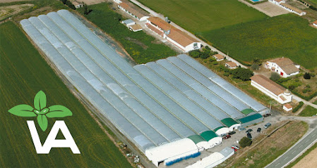 Viveros Abaurre en Peralta. Vivero