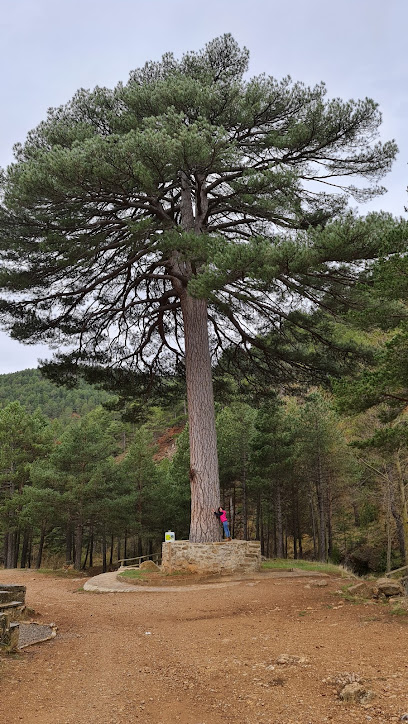 Área Recreativa Pino Escobón en Linares de Mora. Reserva natural