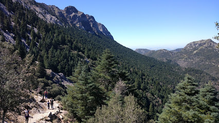 Pinsapar de Grazalema en Grazalema. Reserva natural