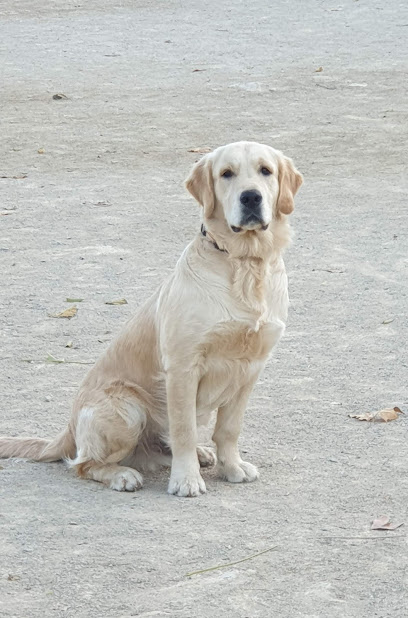 Parc de Gossos Rocafort en Rocafort. Parque para perros