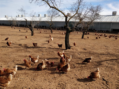 Granja Agas S.A. en Motilla del Palancar. Granja avícola