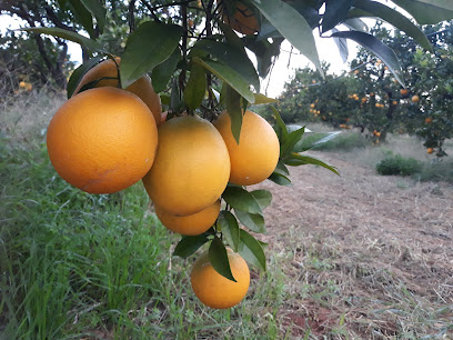 Naranjas Patxi en Alberique. Mayorista de frutas y hortalizas