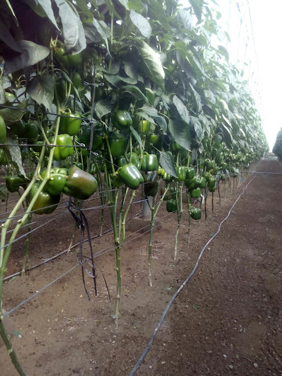 Nijar Green BIO en El Hornillo. Vendedor mayorista de productos del campo