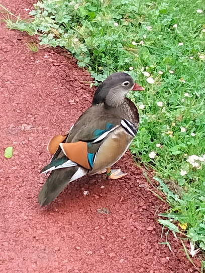 PARQUE DE LOS PATOS en Navia. Parque