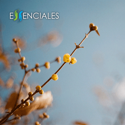 Essenciales - Aceites esenciales puros y ecológicos en Vilassar de Dalt. Tienda de aromaterapia
