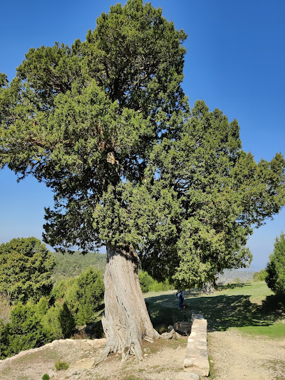 Sabinar de las Blancas en Puebla de San Miguel. Zona de senderismo