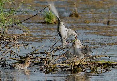 Laguna de Meco en Meco. Reserva natural