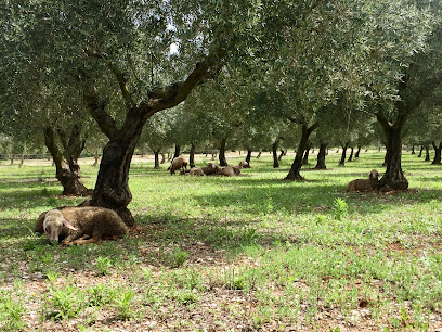 Finca Varona la Vella en San Mateo. Ruta por explotaciones agrícolas