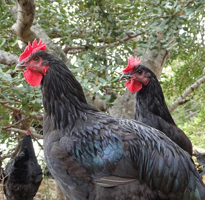 AVIAT en Calafat. Granja avícola