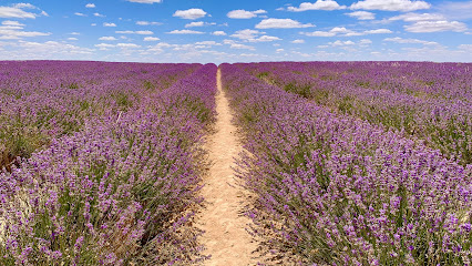 Campo de lavanda Tiedra 1 en Tiedra. Floristería mayorista
