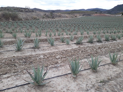 Aloesures en Cantoria. Ruta por explotaciones agrícolas