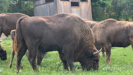Centro de Interpretación Bison Bonasus