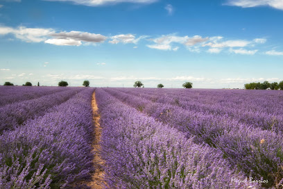 Tiedra de Lavanda en Tiedra. Museo