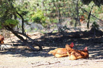 POLLASTRES ECOLÒGICS LA TORRE D'ERBULL en Fígols de Tremp. Tienda de alimentación