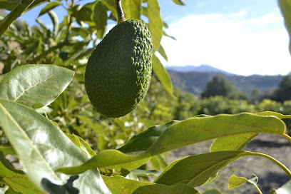 Granada Fruits en Motril. Tienda de delicatessen
