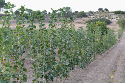 Naturpistachos en Valdeganga. Servicio agrícola