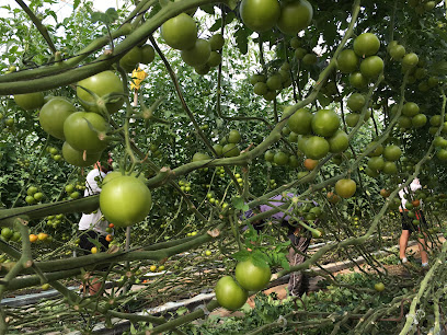 Sociedad cooperativa agricola de San Nicolas- COAGRISAN en La Aldea de San Nicolas de Tolentino. Cooperativa agropecuaria