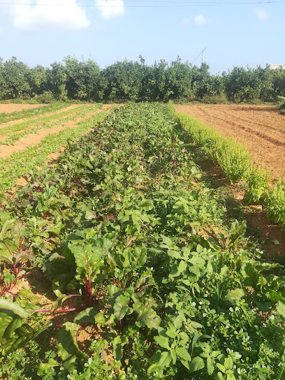 Agricultura Ecológica Denia en Pedreguer. Agricultura