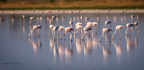 Laguna Larga De Villacañas en Villacañas. Reserva natural