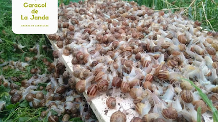 Caracol de La Janda en Barbate. Granja