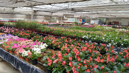 Urretabizkaia loretxea en Arama. Jardín