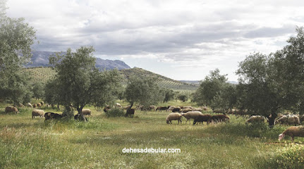 Oilé by Dehesa de Búlar en Píñar. Sin categoría