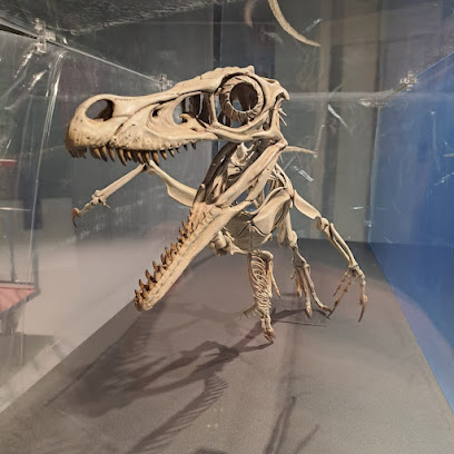 Museu de la Conca Dellà en Isona. Museo