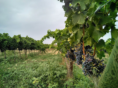 Dasca Vives en Valls. Bodega