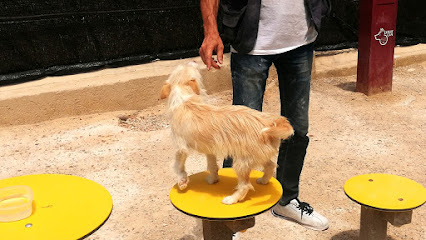 Albergue de Protección Animal en Alguazas. Servicio de rescate de animales