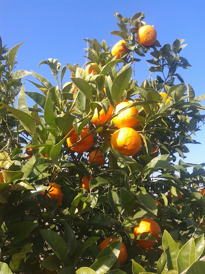 Naranjas del Guadalquivir en Tocina. Sin categoría
