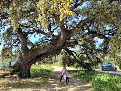 Encina Centenaria en Llanos del Espinar. Parque ecológico