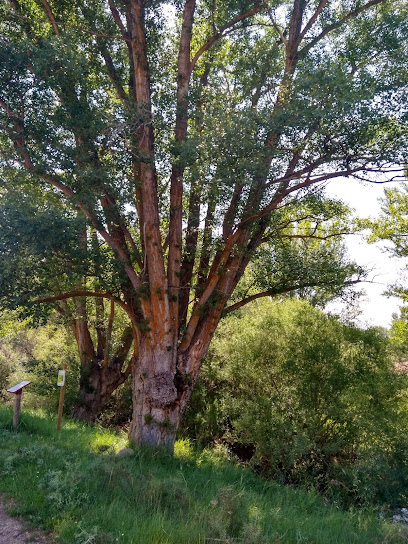 Chopo Cabecero en Aguilar del Alfambra. Reserva natural