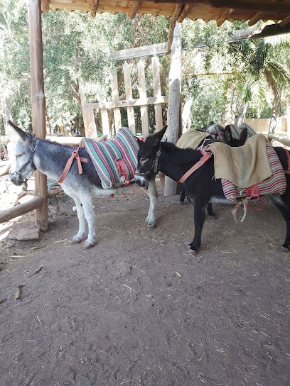 Granja Escuela - Burro Safari Las Tirajanas en Santa Lucía de Tirajana. Granja