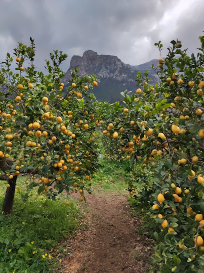 Ecovinyassa en Sóller. Atracción turística