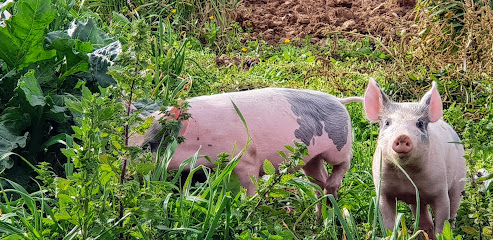 Finca 'Sa Teulera' en Petra. Tienda de alimentación