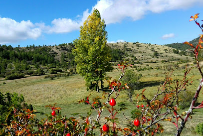 La Tejería Camarena de la Sierra en Camarena de la Sierra. Reserva natural