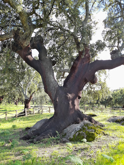 Alcornoque El Abuelo en Alburquerque. Reserva natural