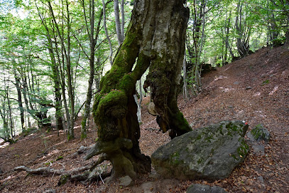 Bosque de Carlac en Bausen. Reserva natural