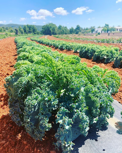 Terra Viva Ibiza en San Antonio Abad. Sin categoría